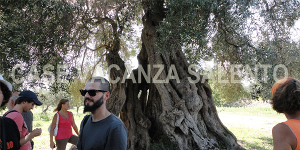 vacanza olio